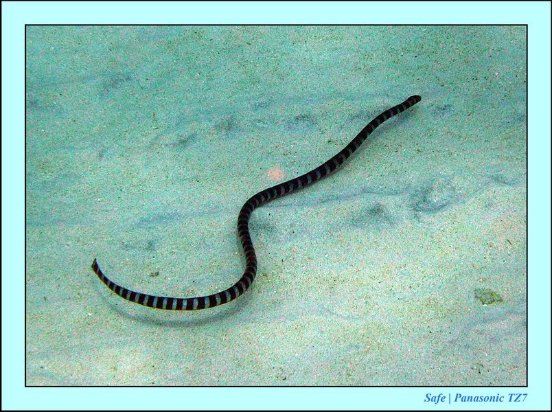 2012 - 07 - Apoh Island 11